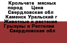 Крольчата ,мясных пород . › Цена ­ 500 - Свердловская обл., Каменск-Уральский г. Животные и растения » Грызуны и Рептилии   . Свердловская обл.